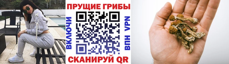 darknet телеграм  Темников  Галлюциногенные грибы Psilocybine cubensis 